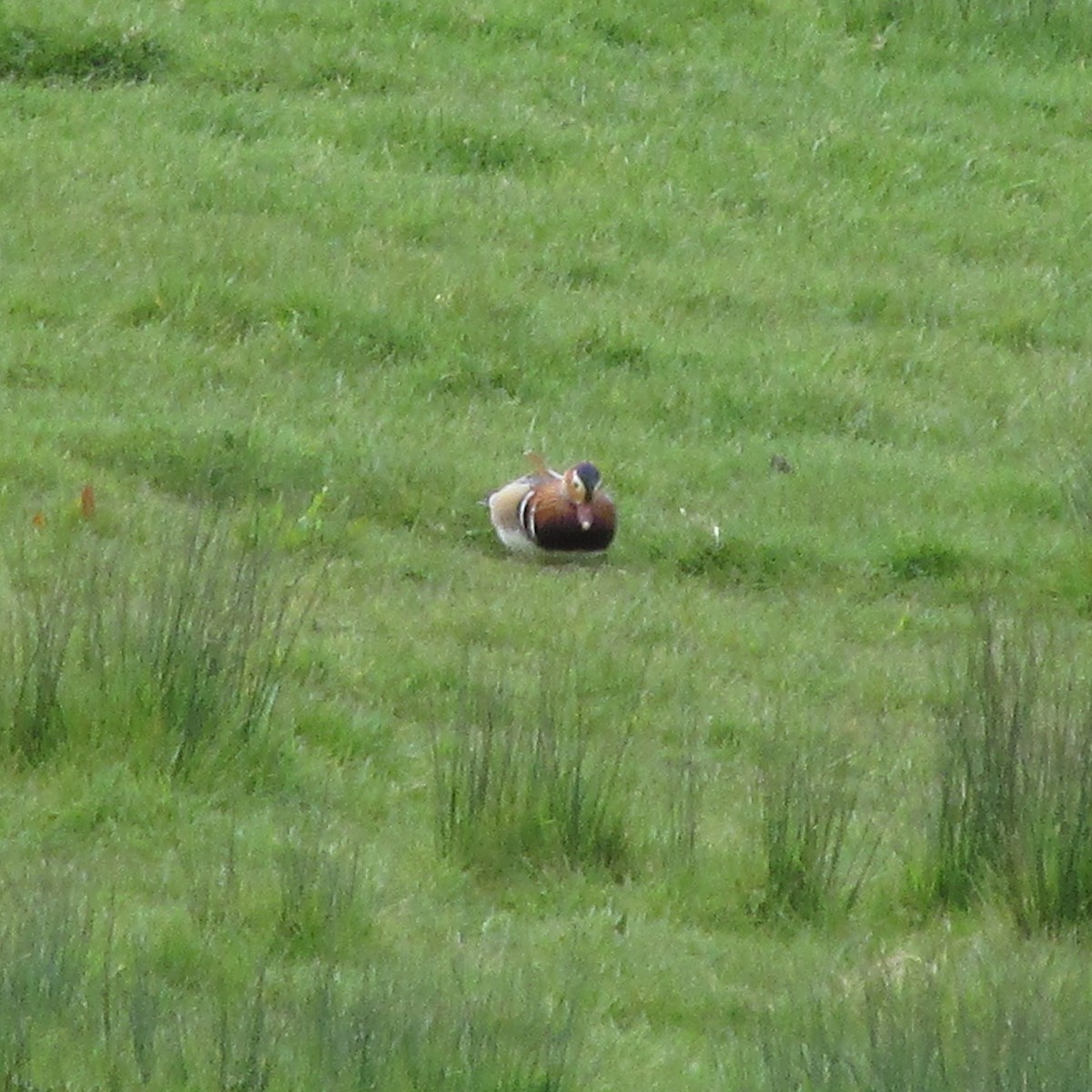 Mandarin Duck - ML435073491