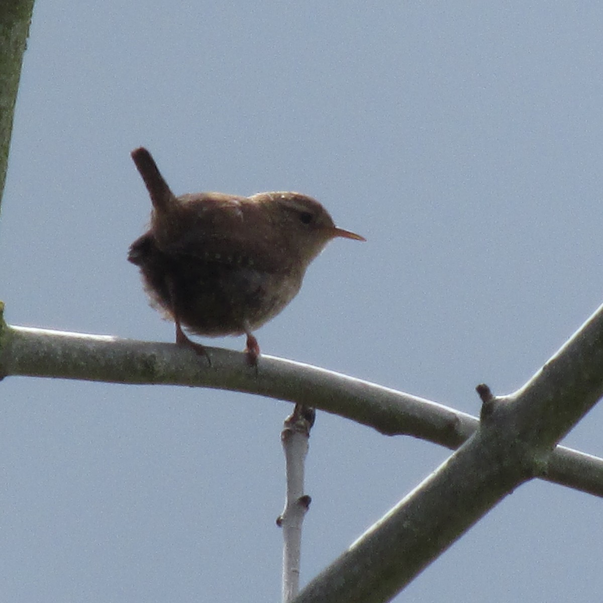 Eurasian Wren - ML435074381