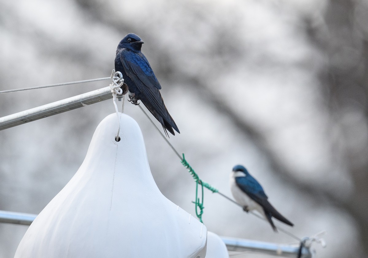 Purple Martin - ML435075211