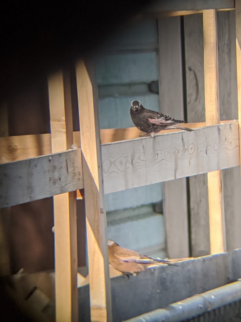 Gray-crowned Rosy-Finch - ML435075861