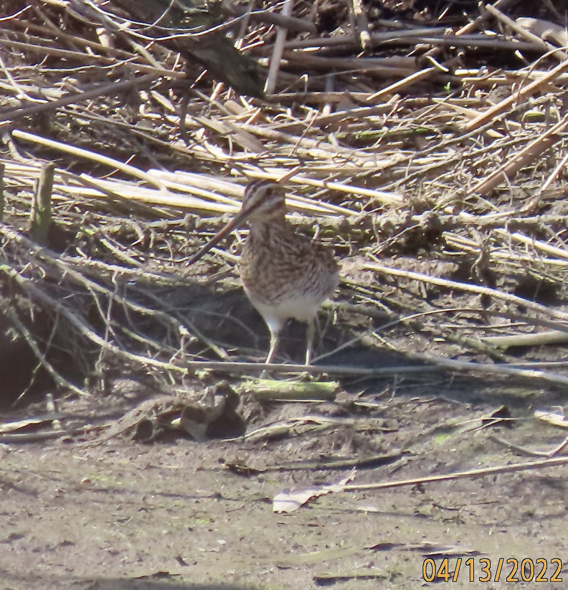 Wilson's Snipe - ML435076021