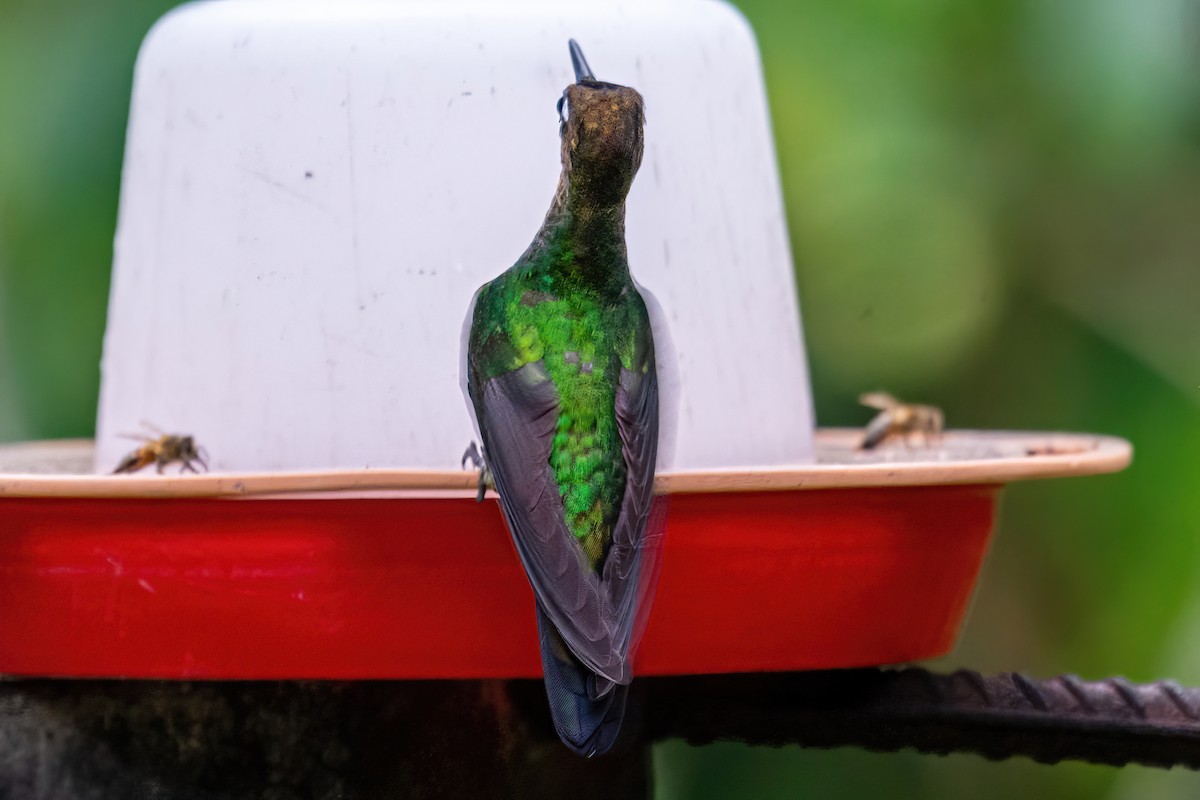 Violet-fronted Brilliant - Kurt Gaskill