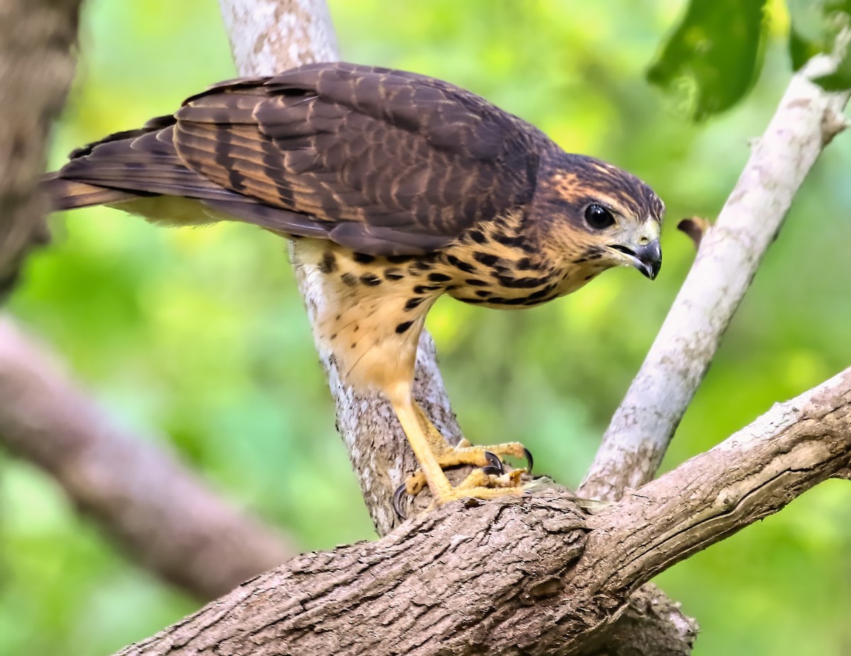 African Goshawk (Pemba) - ML435078221