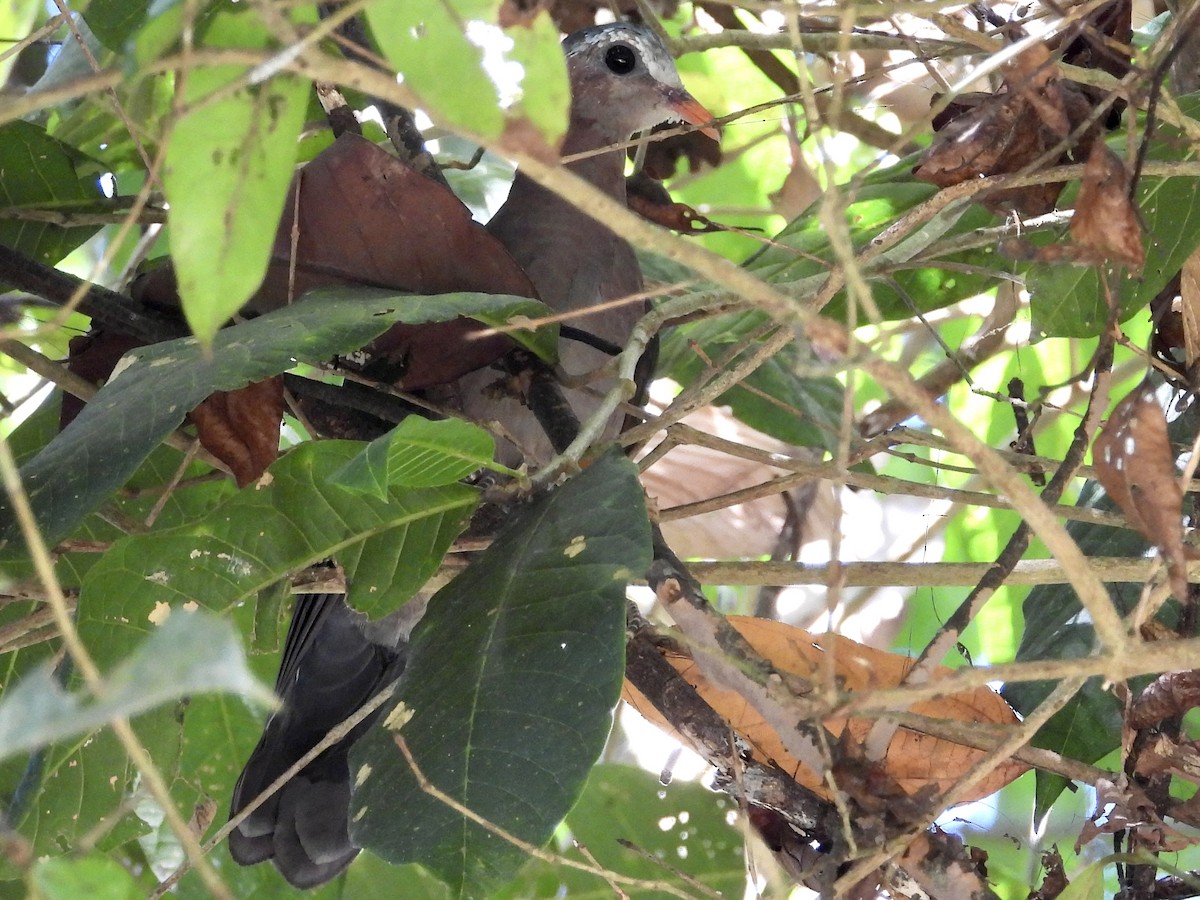 Asian Emerald Dove - ML435078721