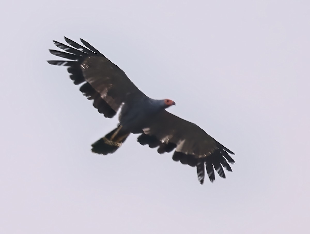 Aguilucho Caricalvo Común - ML435079221