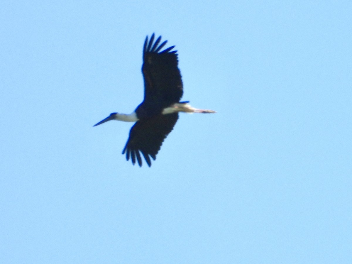 Asian Woolly-necked Stork - ML435079231