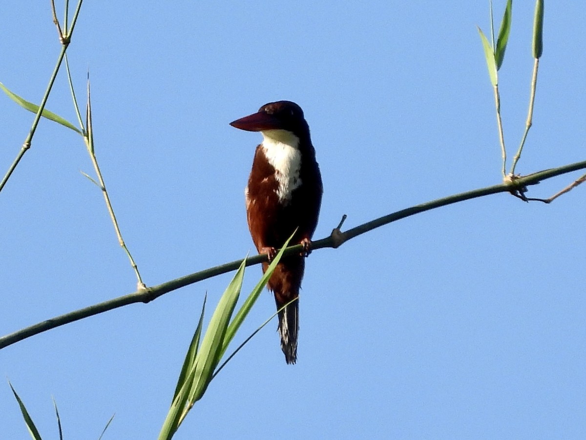 White-throated Kingfisher - GARY DOUGLAS