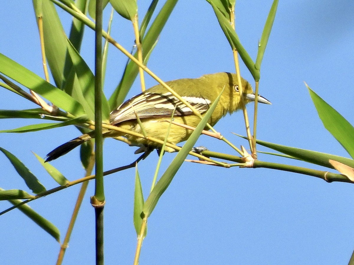 Common Iora - GARY DOUGLAS