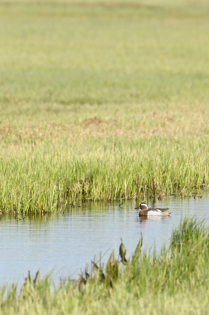 Garganey - ML435081101