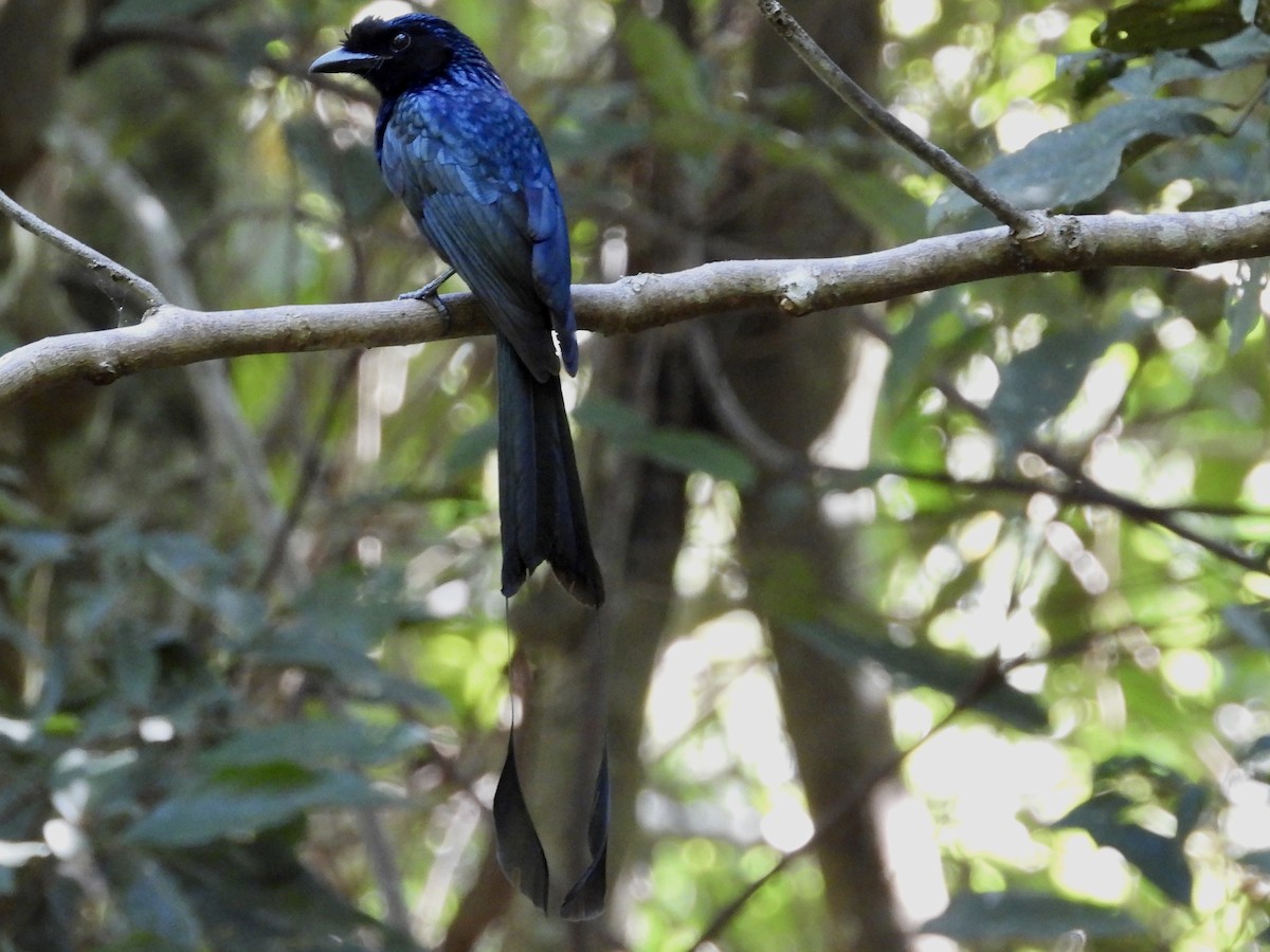 Greater Racket-tailed Drongo - ML435081221