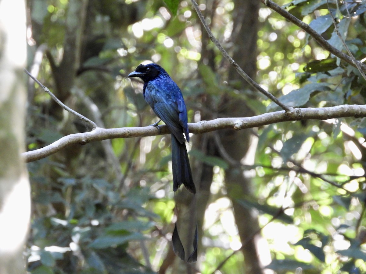 Greater Racket-tailed Drongo - ML435081271
