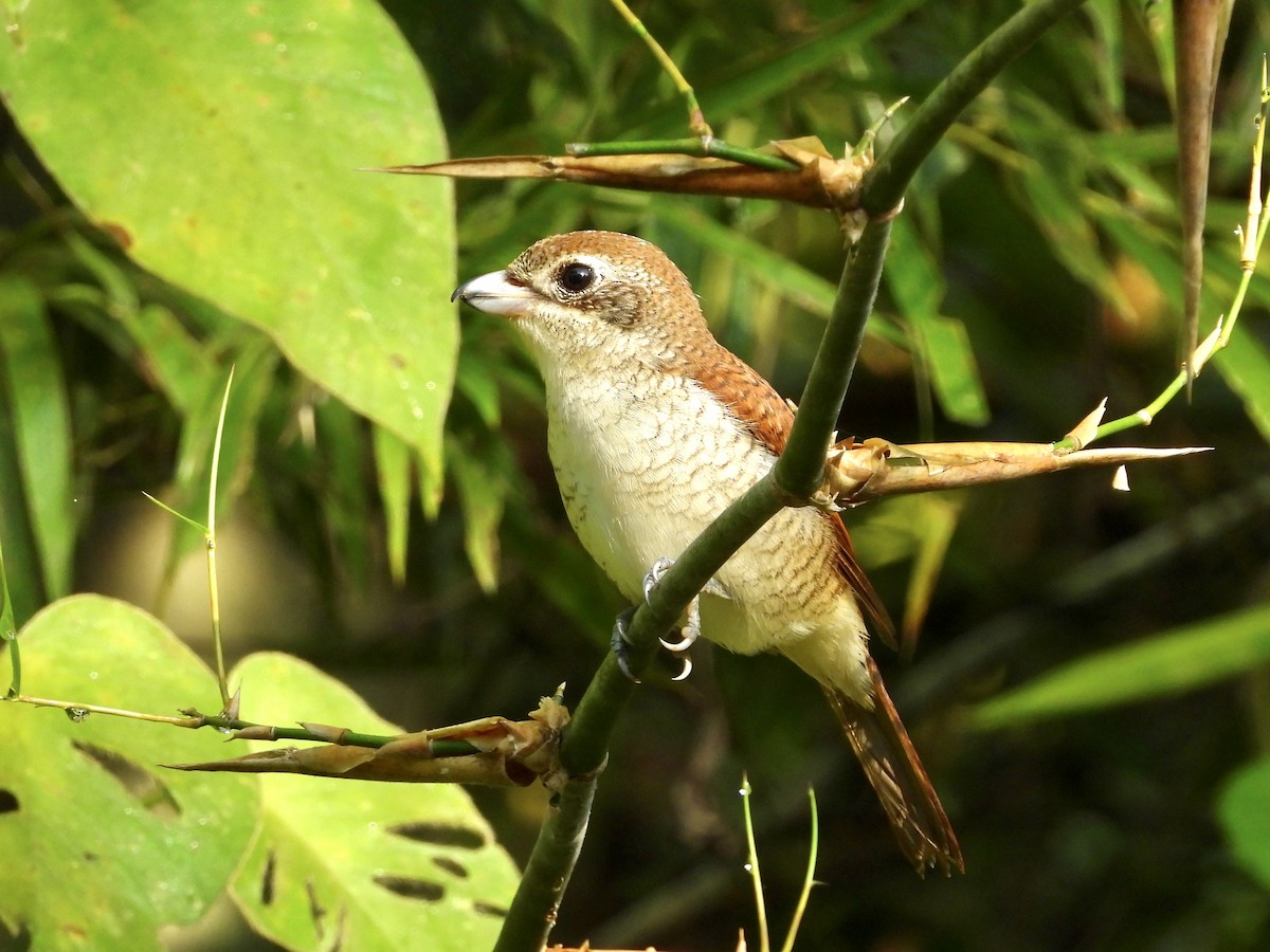 Tiger Shrike - ML435082201