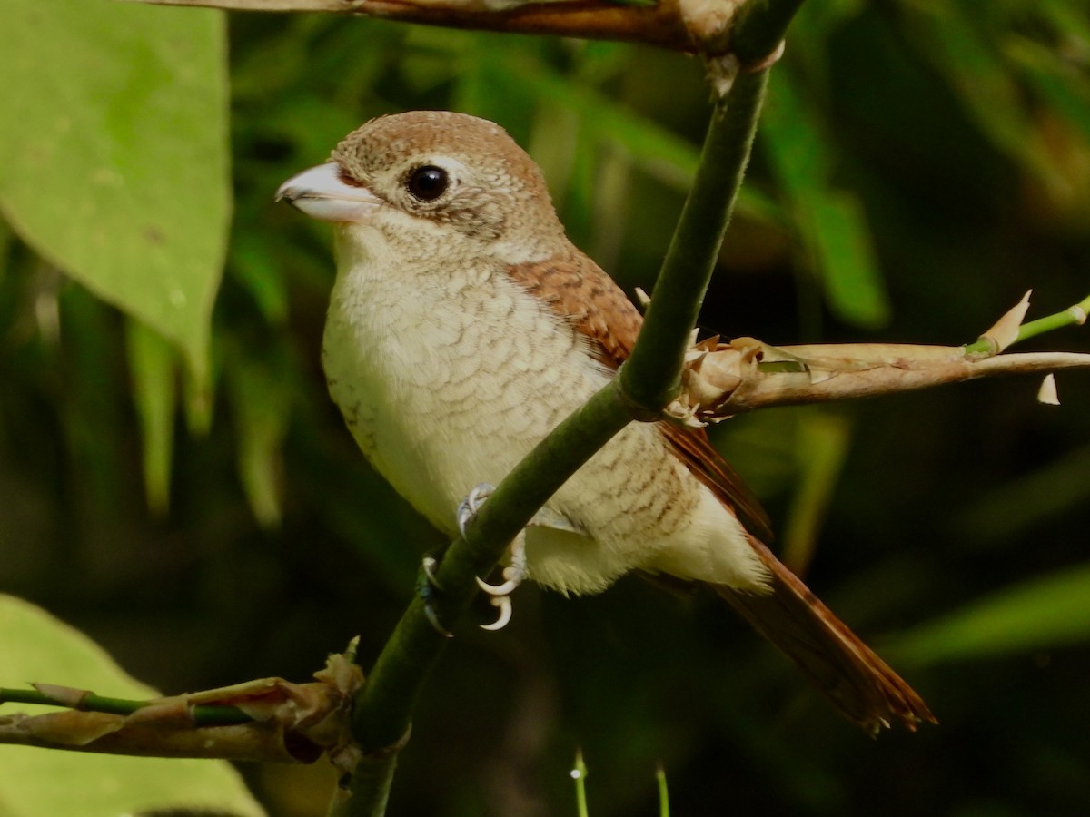 Tiger Shrike - ML435082211