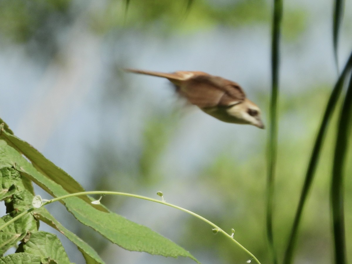 Brown Shrike (Brown) - GARY DOUGLAS