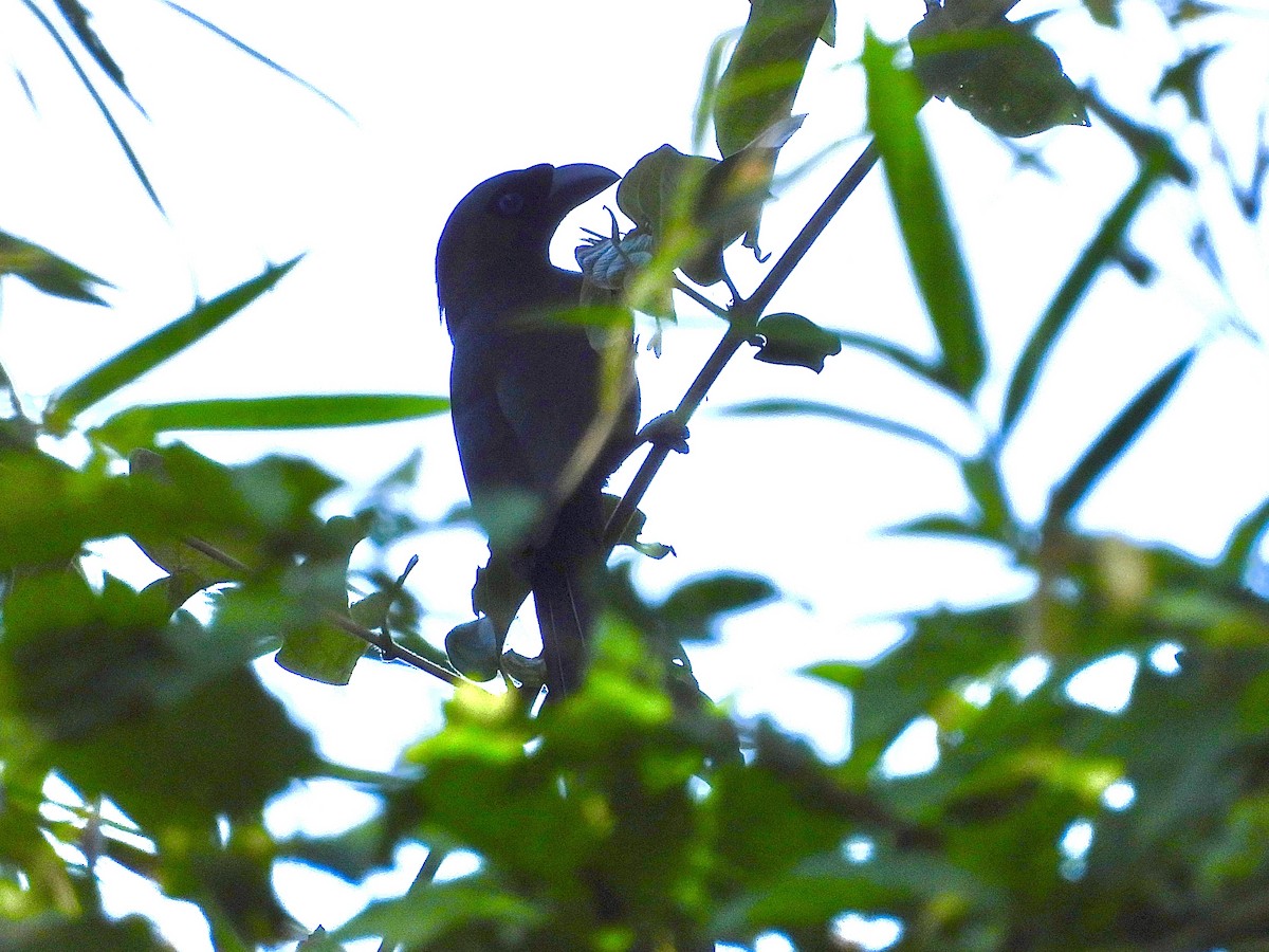 Racket-tailed Treepie - GARY DOUGLAS