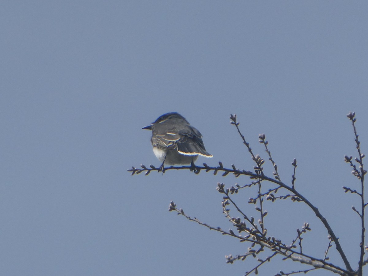 Eastern Kingbird - ML435082701