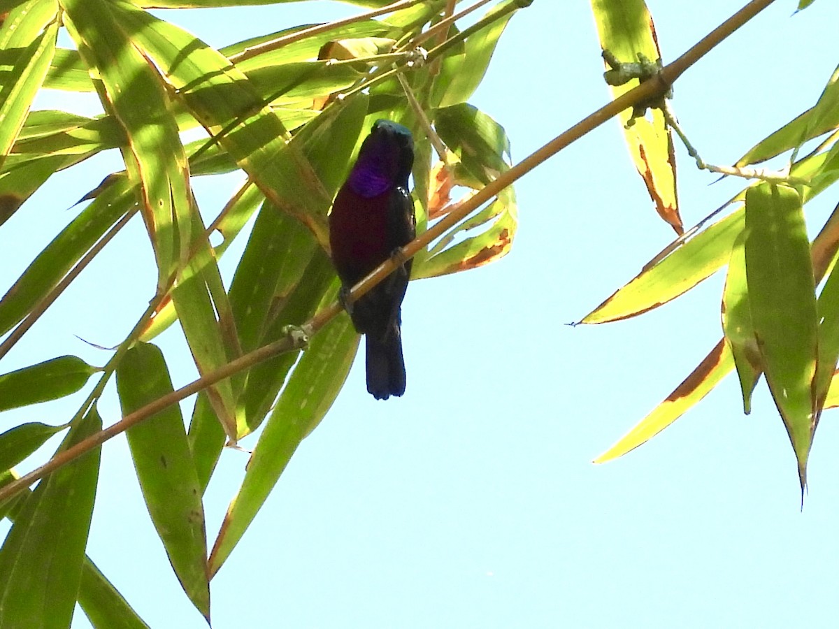 Blauglanz-Nektarvogel - ML435082881