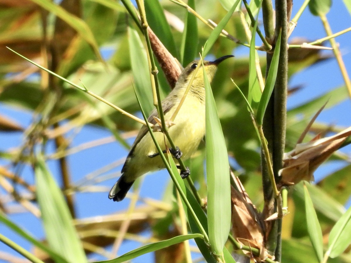 Ornate Sunbird - GARY DOUGLAS