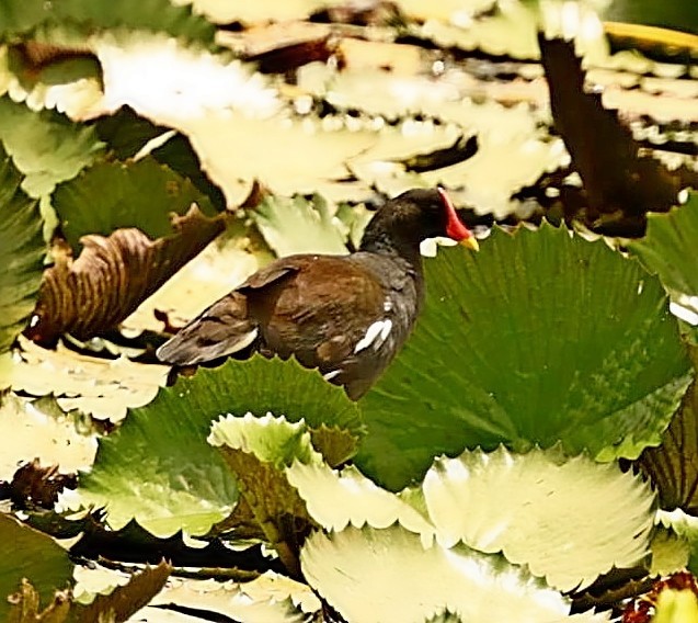 Eurasian Moorhen - ML435083211