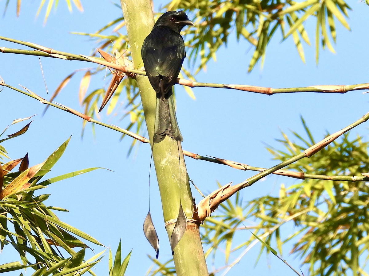 Greater Racket-tailed Drongo - ML435083261
