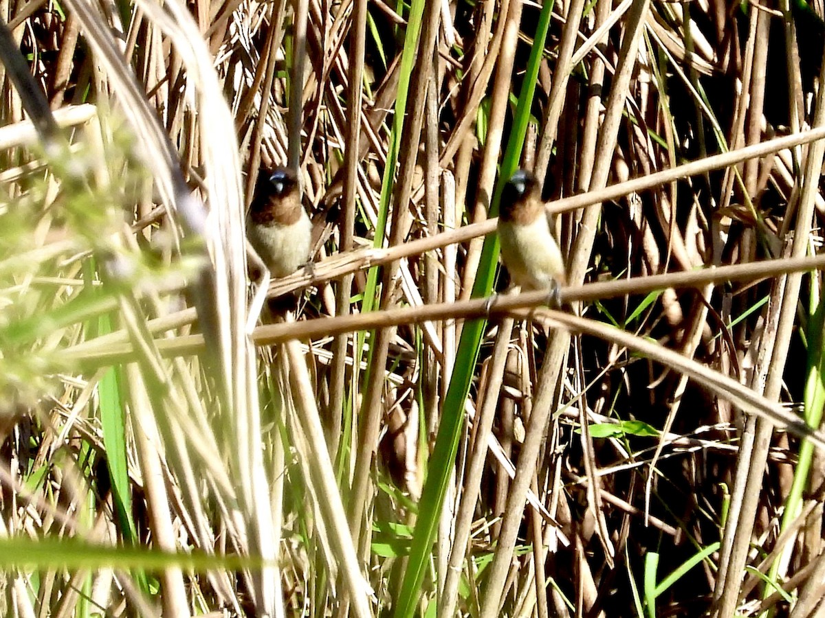 White-rumped Munia - GARY DOUGLAS