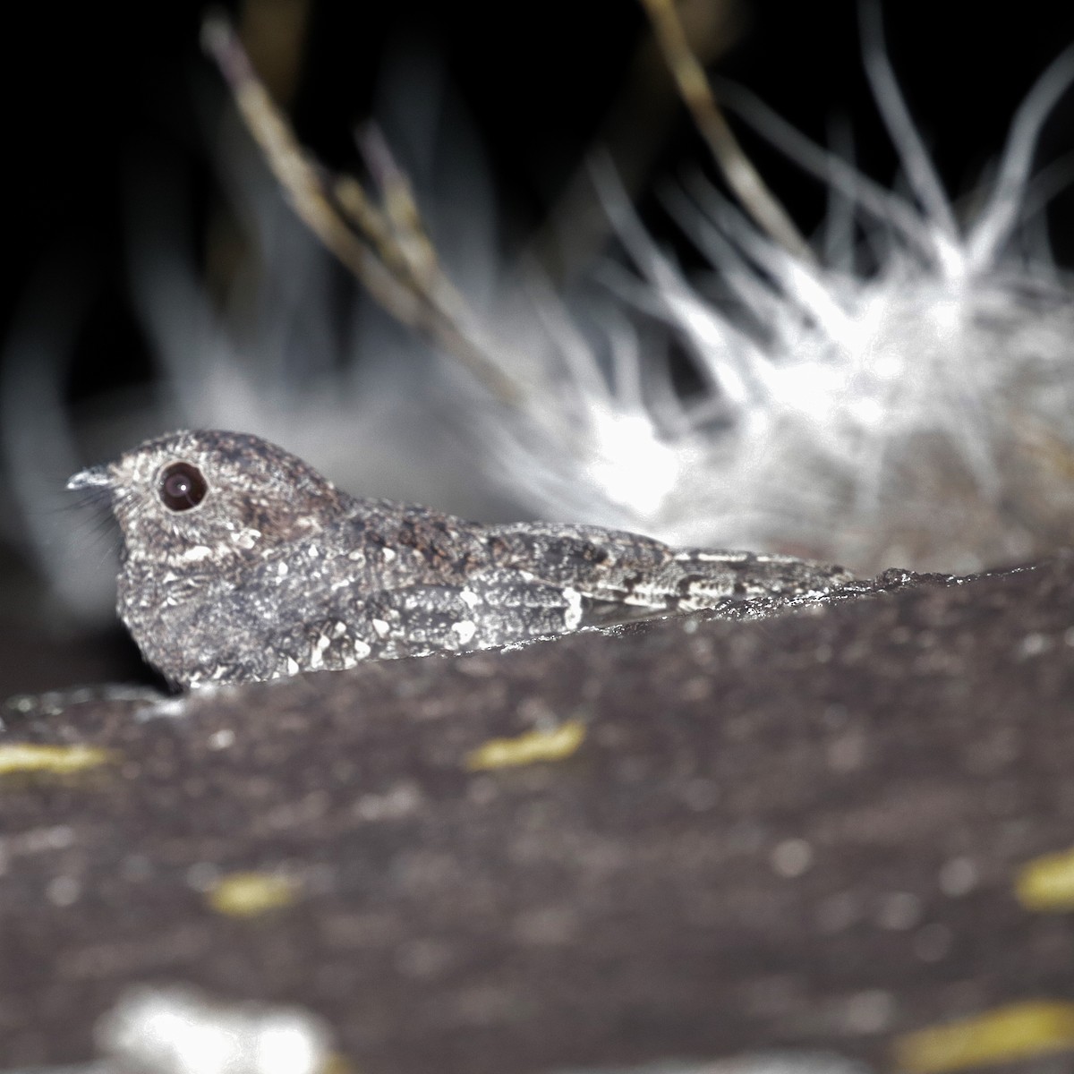 Band-winged Nightjar (longirostris) - José Dionísio JDionísio