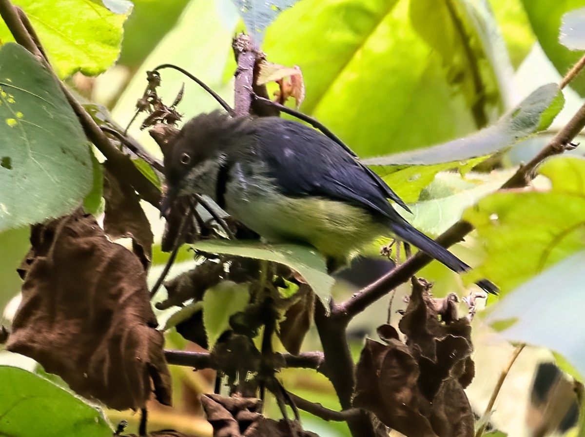 Bar-throated Apalis - ML435084901