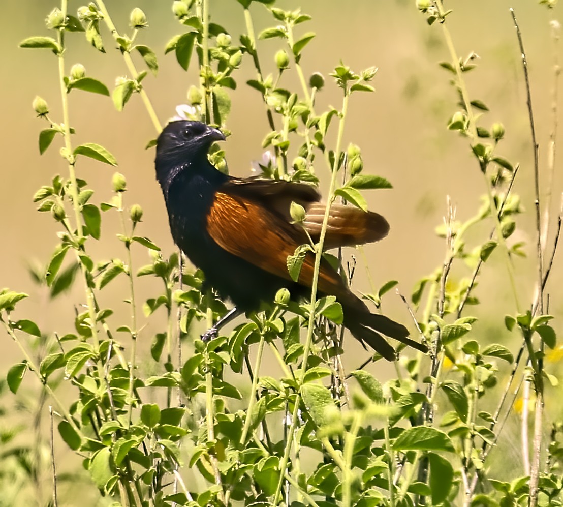 Black Coucal - ML435085681