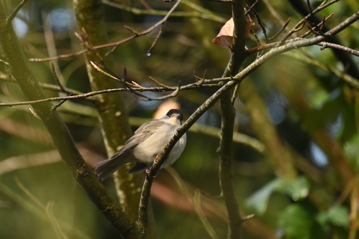 Eurasian Blackcap - Teresa Pegan 🦋