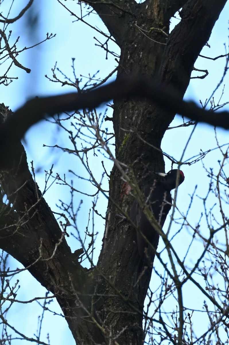 Black Woodpecker - Teresa Pegan 🦋