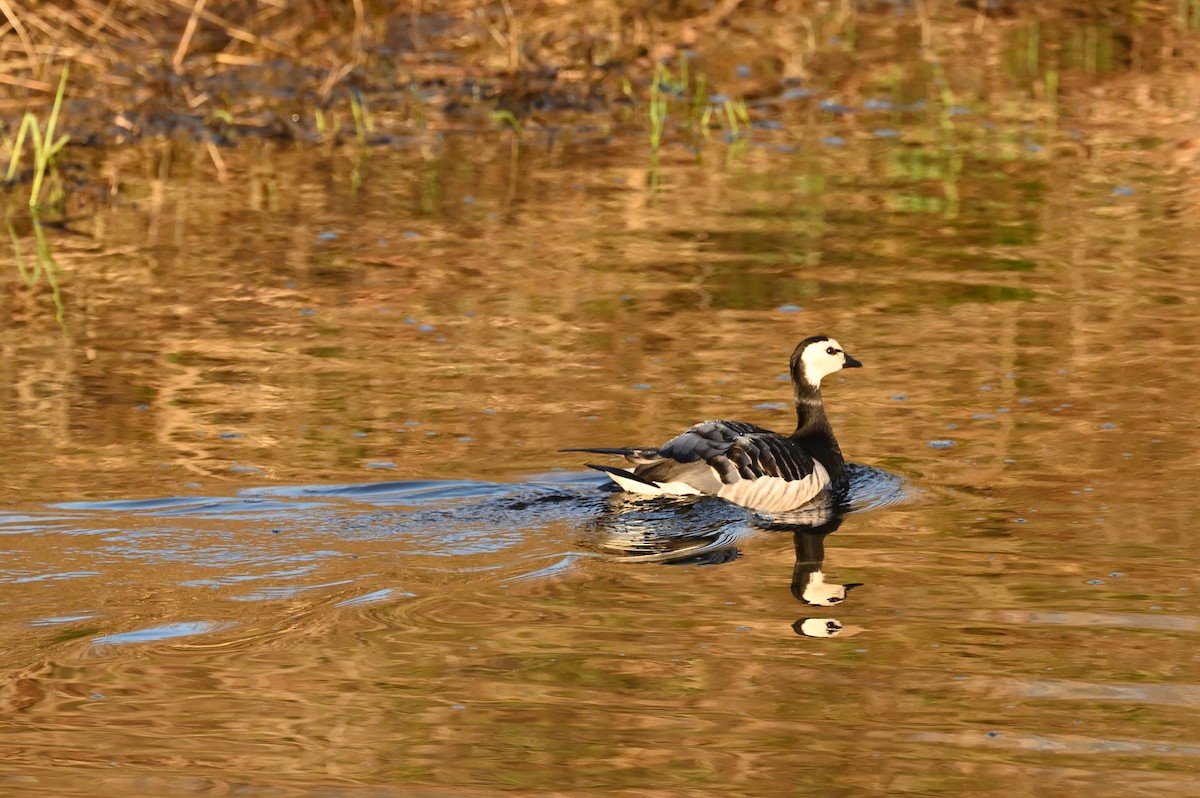 Barnacle Goose - ML435086981