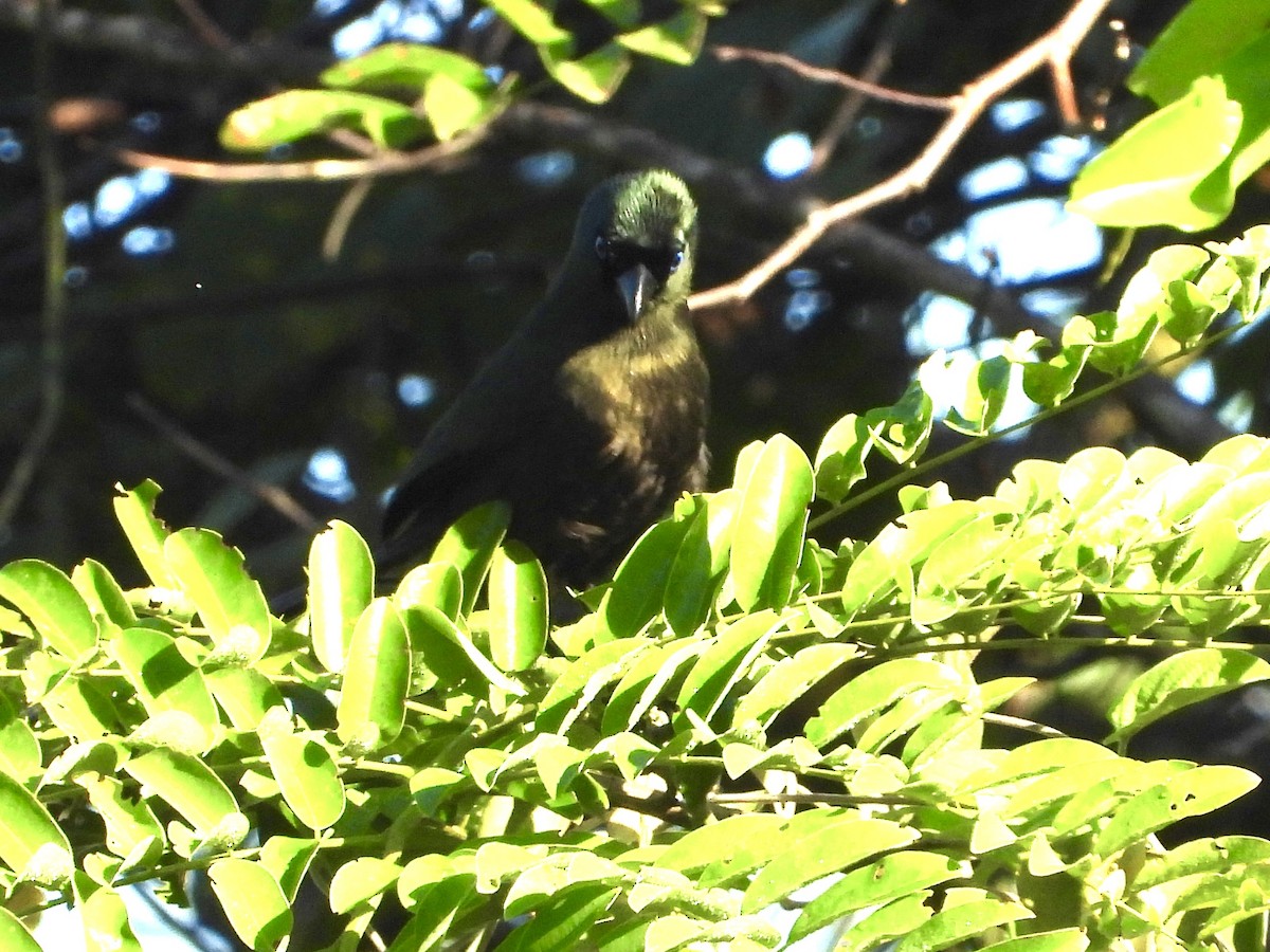 Racket-tailed Treepie - GARY DOUGLAS