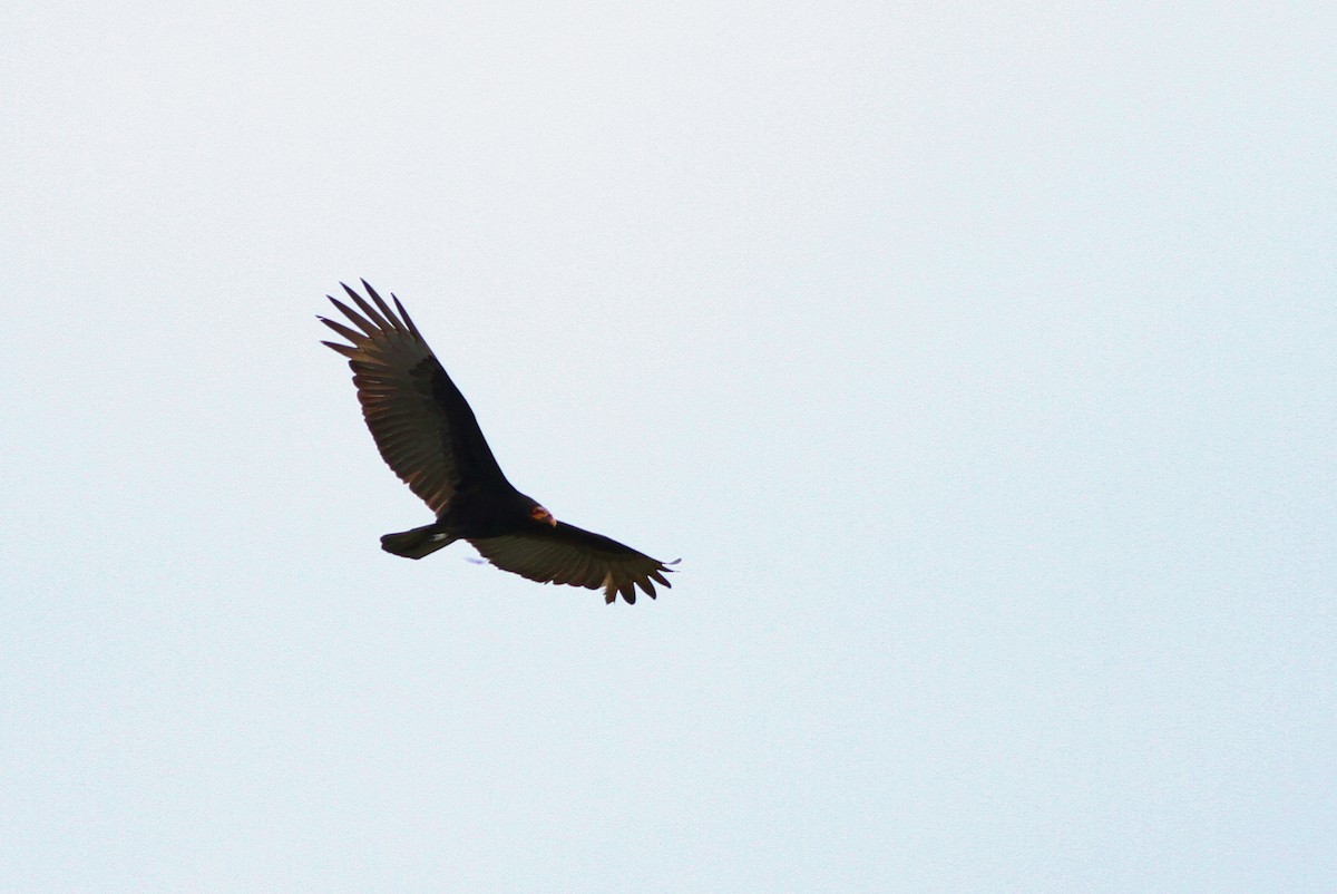 Lesser Yellow-headed Vulture - ML43508831