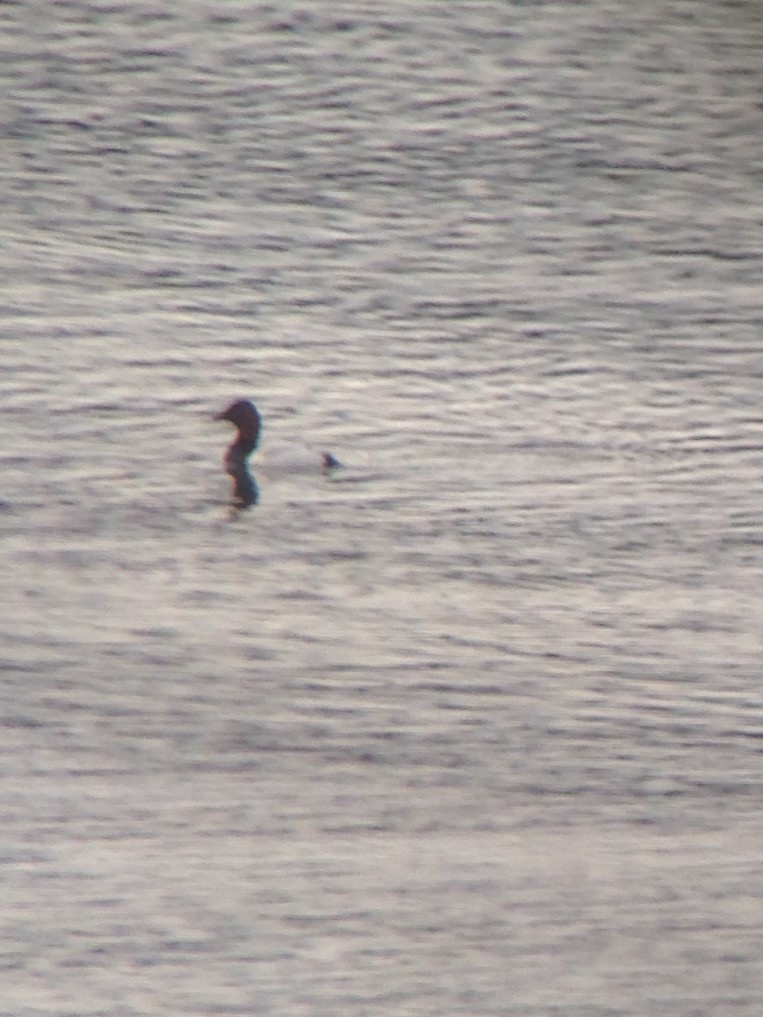 Canvasback - ML43508951