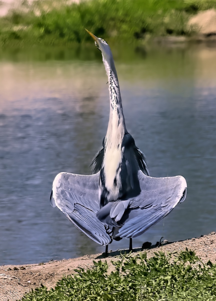 Black-headed Heron - ML435090631