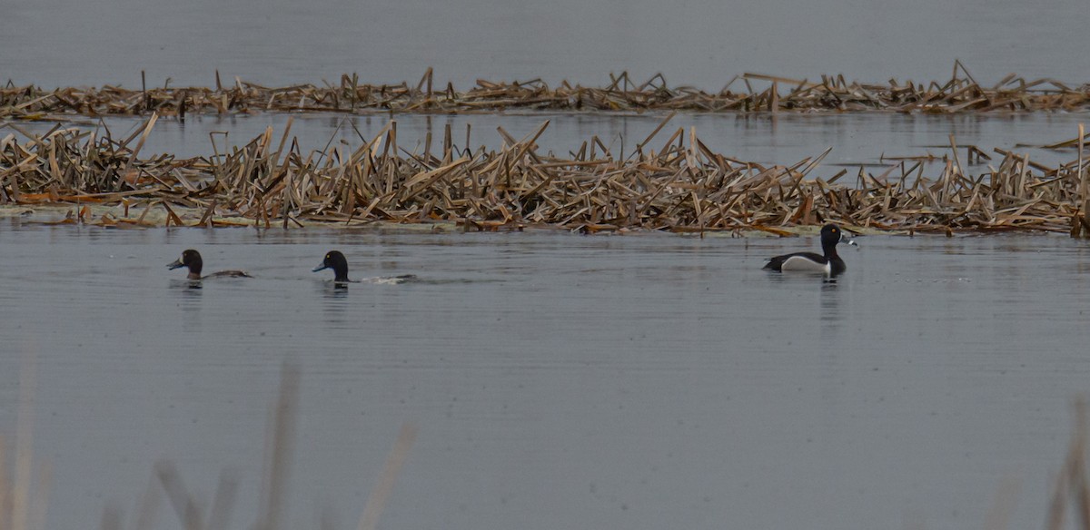 Ring-necked Duck - ML435092471