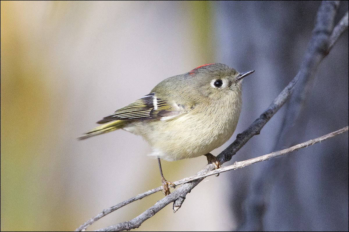 Ruby-crowned Kinglet - ML43509421