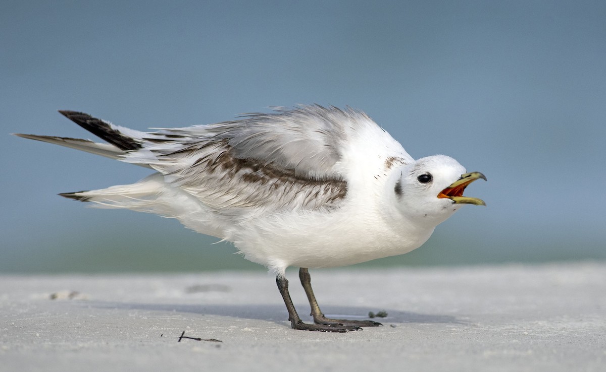 Black-legged Kittiwake - Denny Swaby