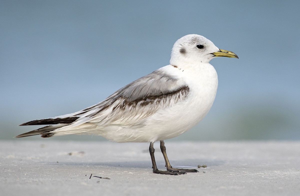 Black-legged Kittiwake - ML435095291