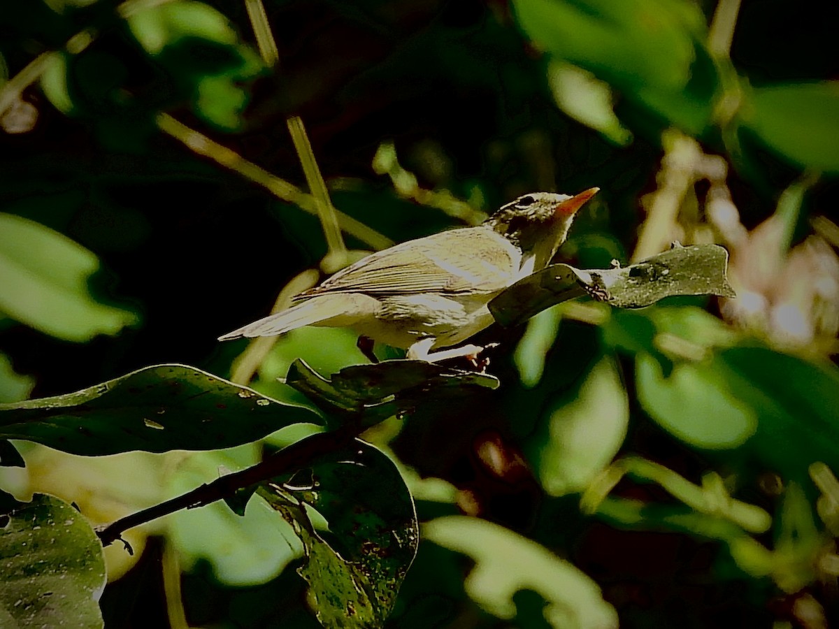 Yellow-browed Warbler - ML435096831