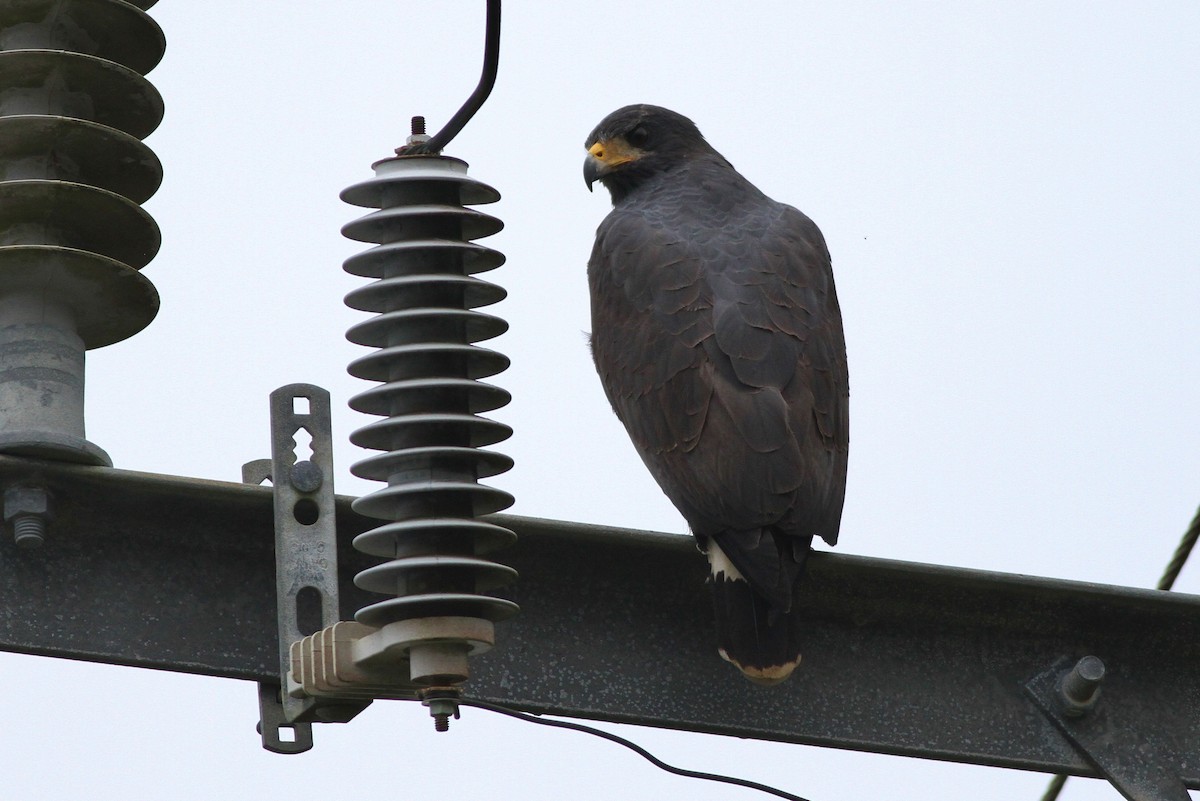 Common Black Hawk - Alex Lamoreaux