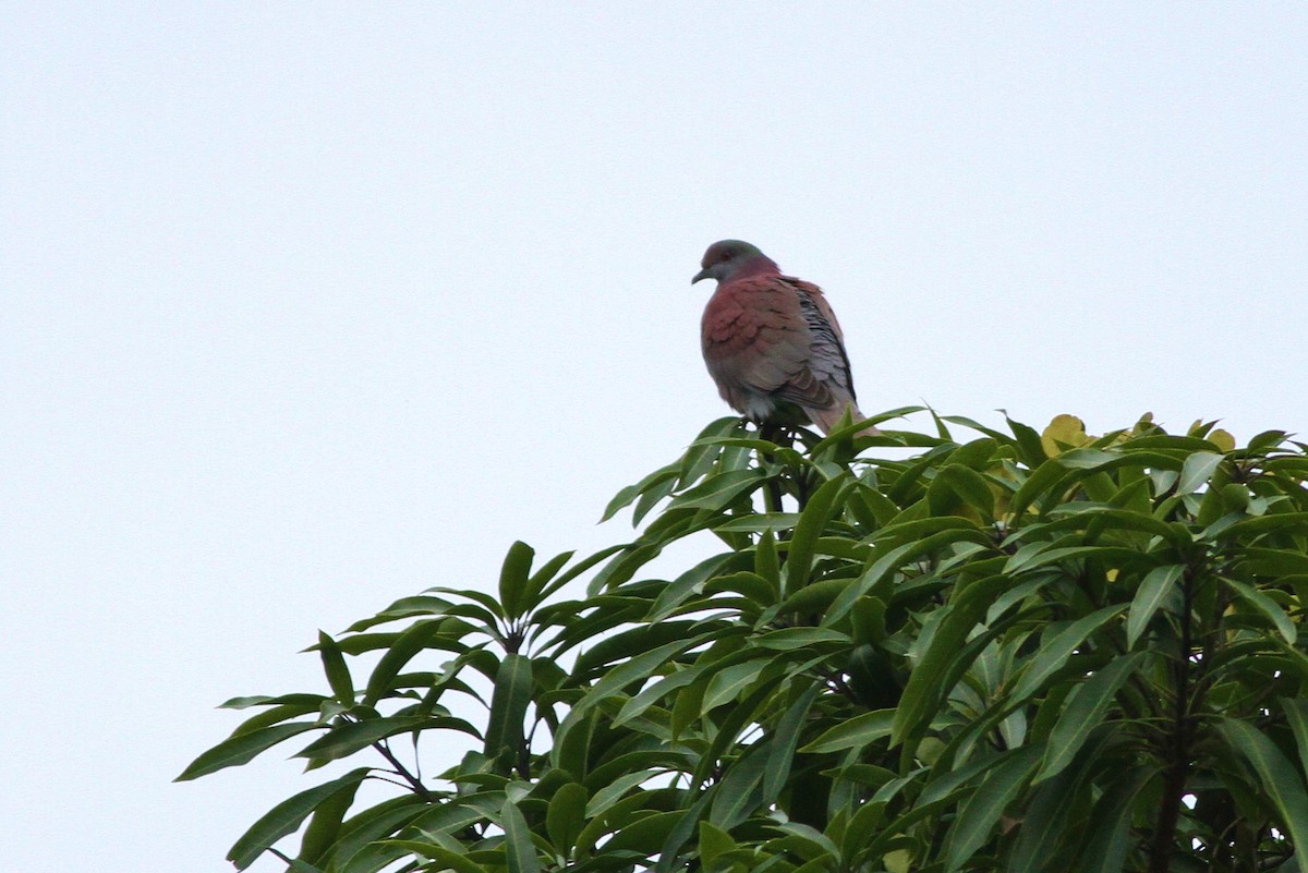 Pale-vented Pigeon - ML43509861