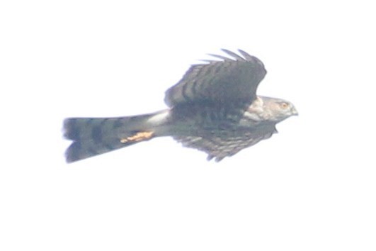 Sharp-shinned Hawk - ML435098621