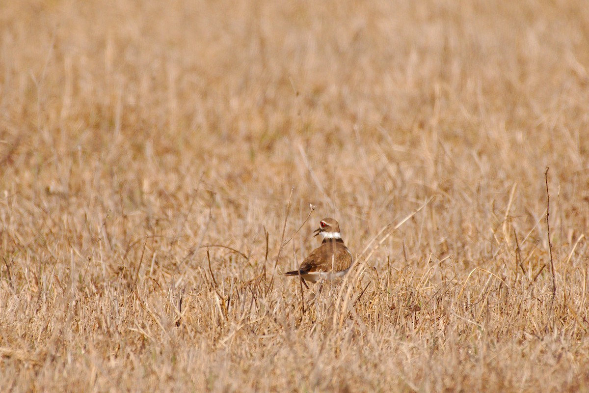 Killdeer - ML435098651