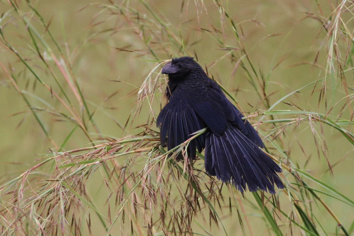 Groove-billed Ani - ML43509871