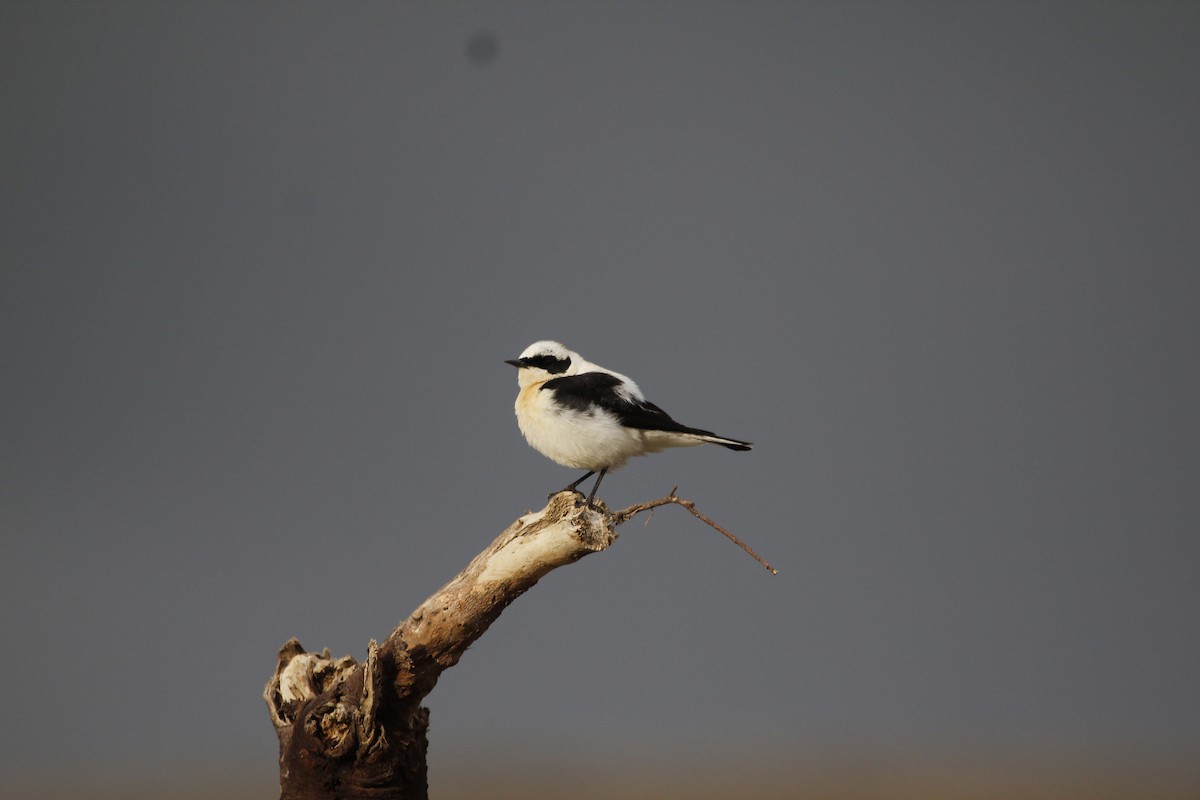 Eastern Black-eared Wheatear - ML435098851