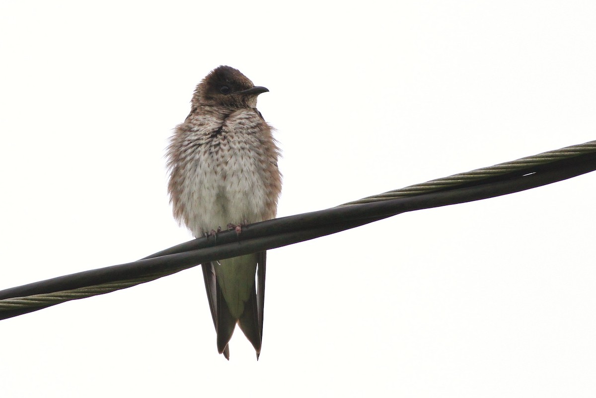 Purple Martin - ML43509891