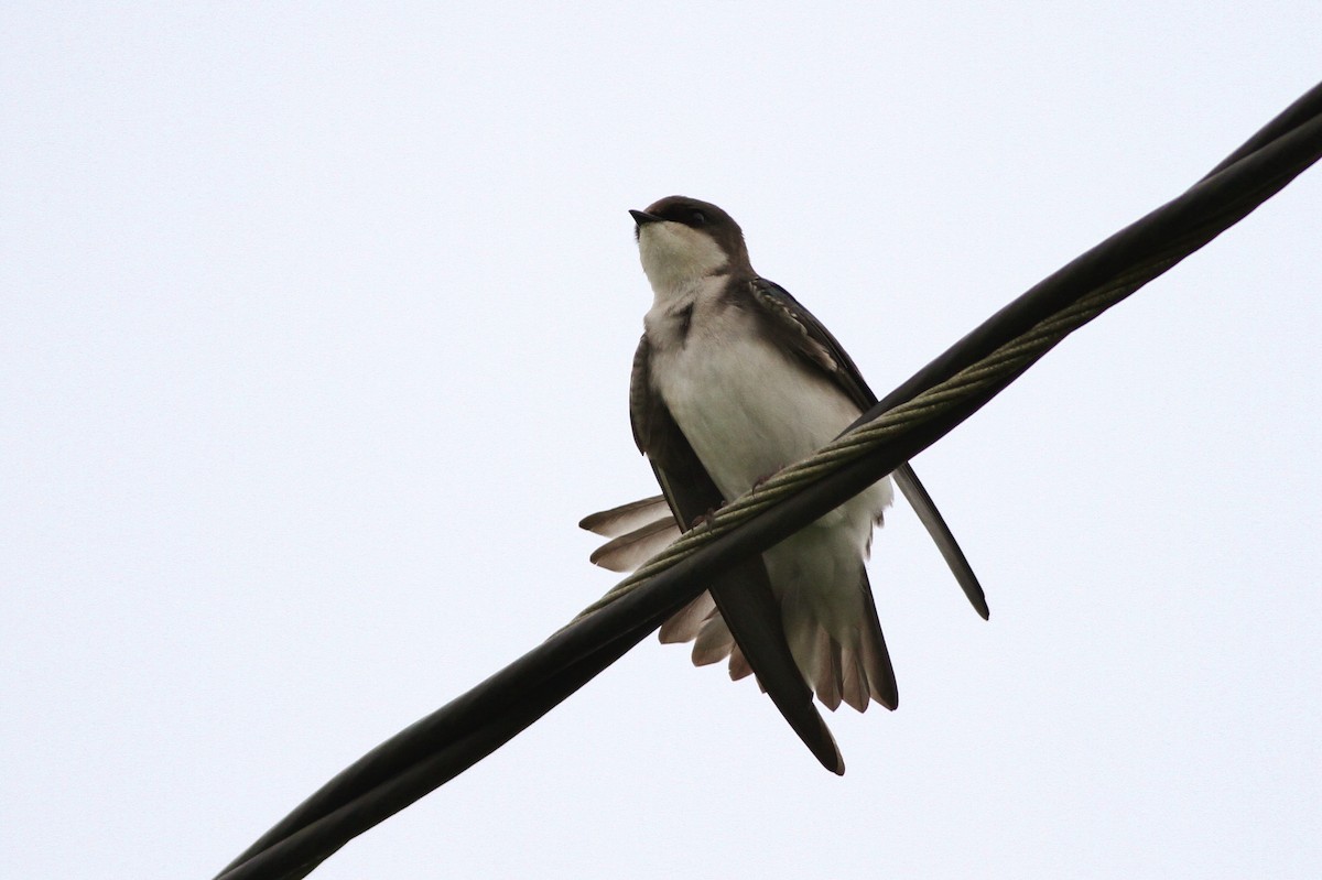 Golondrina Bicolor - ML43509931