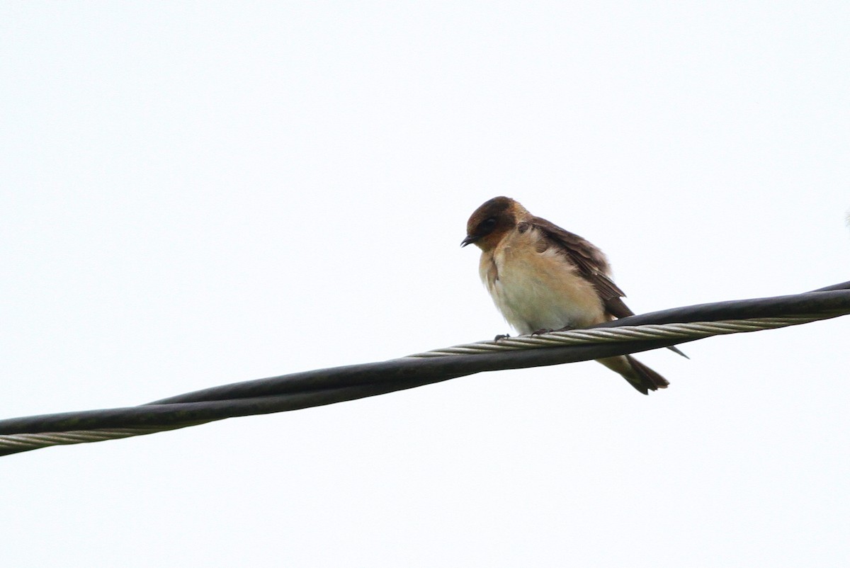 Cave Swallow (Texas) - Alex Lamoreaux