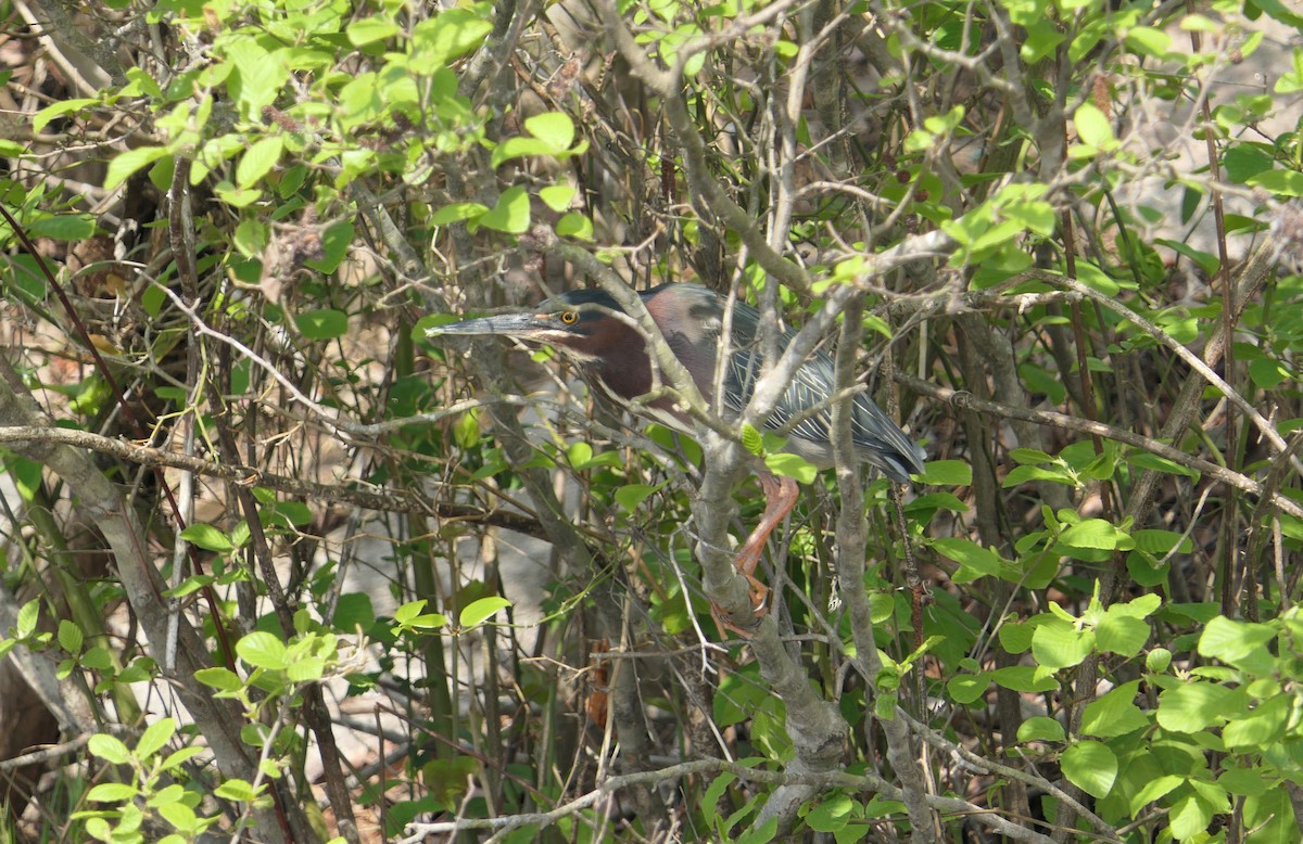 Green Heron - ML435099781